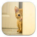 Stalker Cat Live Wallpapers APK