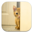 Stalker Cat Live Wallpapers আইকন