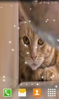 برنامه‌نما Stalker Cat Live Wallpapers عکس از صفحه