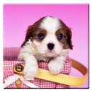 Dog and Cute Puppy Wallpaper APK