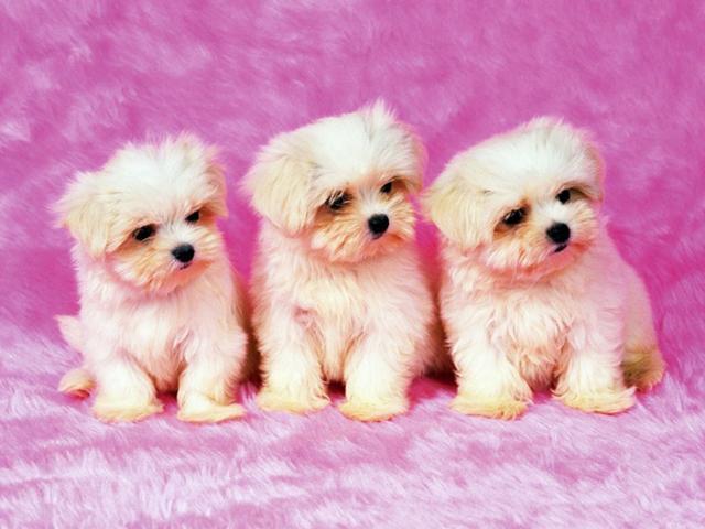 Dog and Cute Puppy Wallpaper APK for Android Download Dog and Cute Puppy Wallpaper APK for Android Download