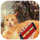Best Laser pointer for Cats Prank APK
