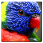 Beatiful Parrots Wallpaper icon