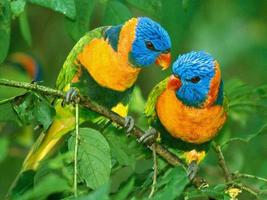 Beatiful Parrots Wallpaper الملصق