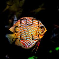 Fish Jigsaw Puzzle HD Ultra plakat