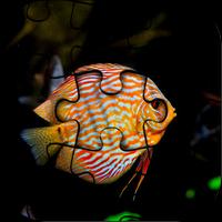 Fish Jigsaw Puzzle HD Ultra Affiche