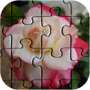 APK Roses Jigsaw Puzzle High Quality Images