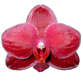 Orchids Shift Wallpaper Free