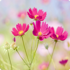 Fresh flower wallpaper icono