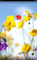 Descargar APK de Hibiscus Clock