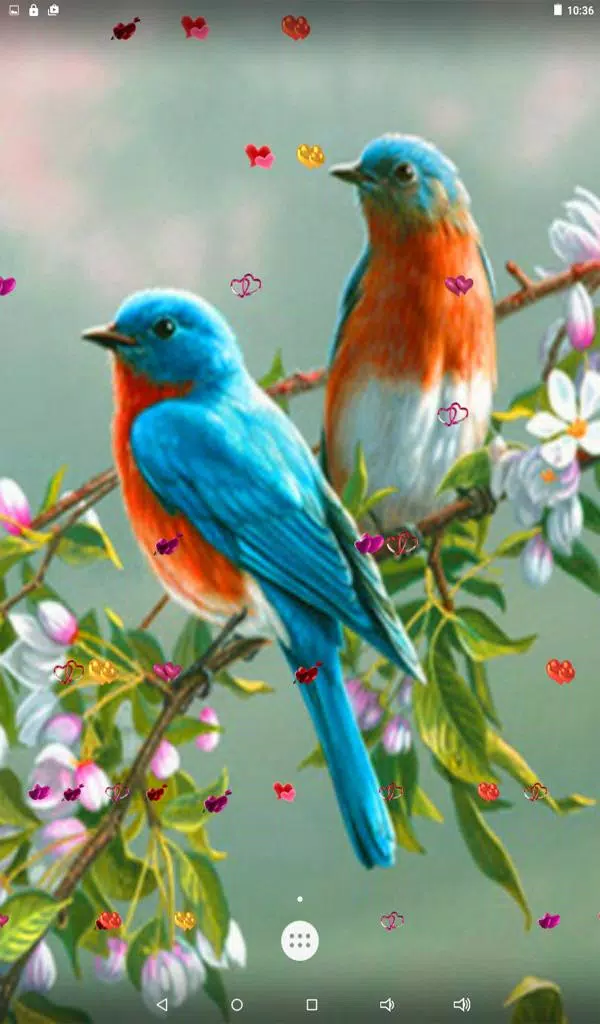 Love Birds Live Wallpaper APK for Android Download