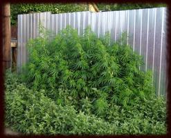 Cannabis Indica Wallpapers gönderen