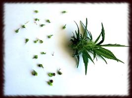 Cannabis Indica Wallpapers Ekran Görüntüsü 1