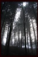 Haunted Forest Wallpapers capture d'écran 1