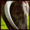 Longhorn cattle Wallpapers-APK