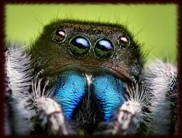 Spider Eyes Wallpapers - Free Affiche