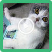 Videos de Gatos Graciosos y Risa APK