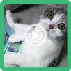 Videos de Gatos Graciosos y Risa APK