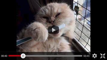 Vidéos d'animaux drôles: chats chiens Affiche