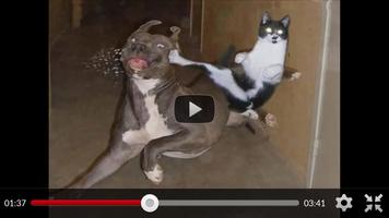 有趣的动物影片：猫狗 截图 1