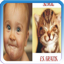 FUNNY VIDEOS APK