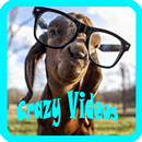 Vidéos Crazy APK