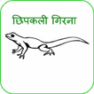 Chhipkali girana (in Hindi)