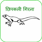 Chhipkali girana (in Hindi) icon