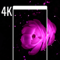 4K  Wallpapers