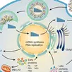 APK Virology Course