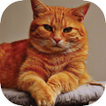 Cat Wallpapers HD