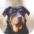 Dog Wallpapers HD