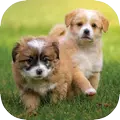 Puppy Wallpapers HD
