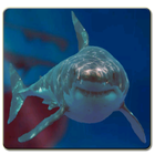 Underwater Shark Dash Scene ikon