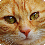 Test: The breed of cats in the sign of the zodiac