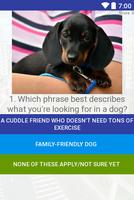 Quiz DOG NAME. Quiz questions Impossible quiz पोस्टर