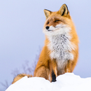 動物の名前を覚える aplikacja