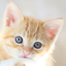 猫の名前を覚える aplikacja