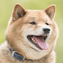 犬の名前を覚える aplikacja
