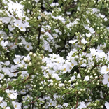 草花の名前を覚える２