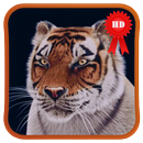 Young Tiger 3D Live Wallpaper APK