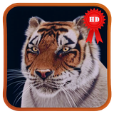 Young Tiger 3D Live Wallpaper icône