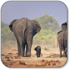 Elephant Wallpaper ไอคอน