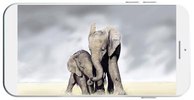 Elephant Wallpaper โปสเตอร์