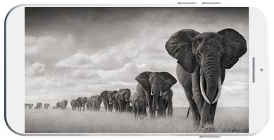 Elephant Wallpaper ภาพหน้าจอ 2