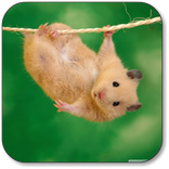Fond d'écran hamster