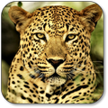 Leopard Wallpaper