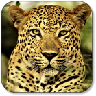 Leopard Wallpaper icon