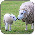 Schaap Wallpaper