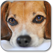 Dog Wallpaper
